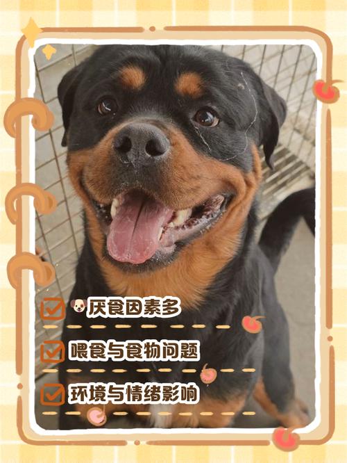 八岁小狗吃不下饭正常嘛_八岁小狗不吃食怎么办?排查原因保健康! 八岁小狗吃不下饭正常嘛_八岁小狗不吃食怎么办?排查原因保健康!