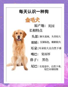 成年狗多久能接受新主人_成年狗融入新家要多久？耐心陪伴是关键