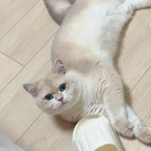 最粘人脾气最好的猫_挑选粘人猫咪？试试布偶缅因猫，性格温顺超亲人！