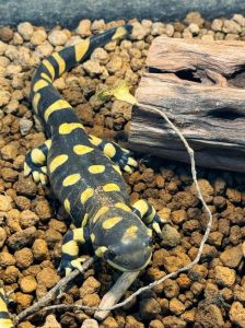 爬宠有智商高的吗_乌龟虽古老但聪明，认人识特征，互动性强，宠物好伴侣