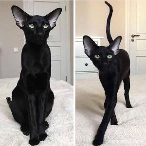 埃及猫有哪些品种_优雅精灵，独立活泼的古老伴侣