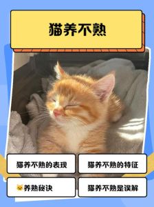 一岁多的猫还养得熟吗_耐心养，一岁多猫咪也能变亲人