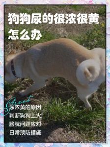 怎样去除狗狗尿过地方的味道_狗狗尿骚味难闻？吸干+生物酶，再训练定点排泄！