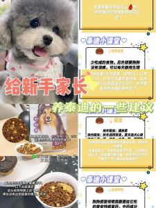 养幼犬注意事项_食物水窝玩具，安全耐心陪伴，定时喂养，疫苗驱虫