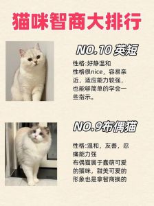 宠物猫智商排行榜_颜值派VS实用派，谁更招人爱？