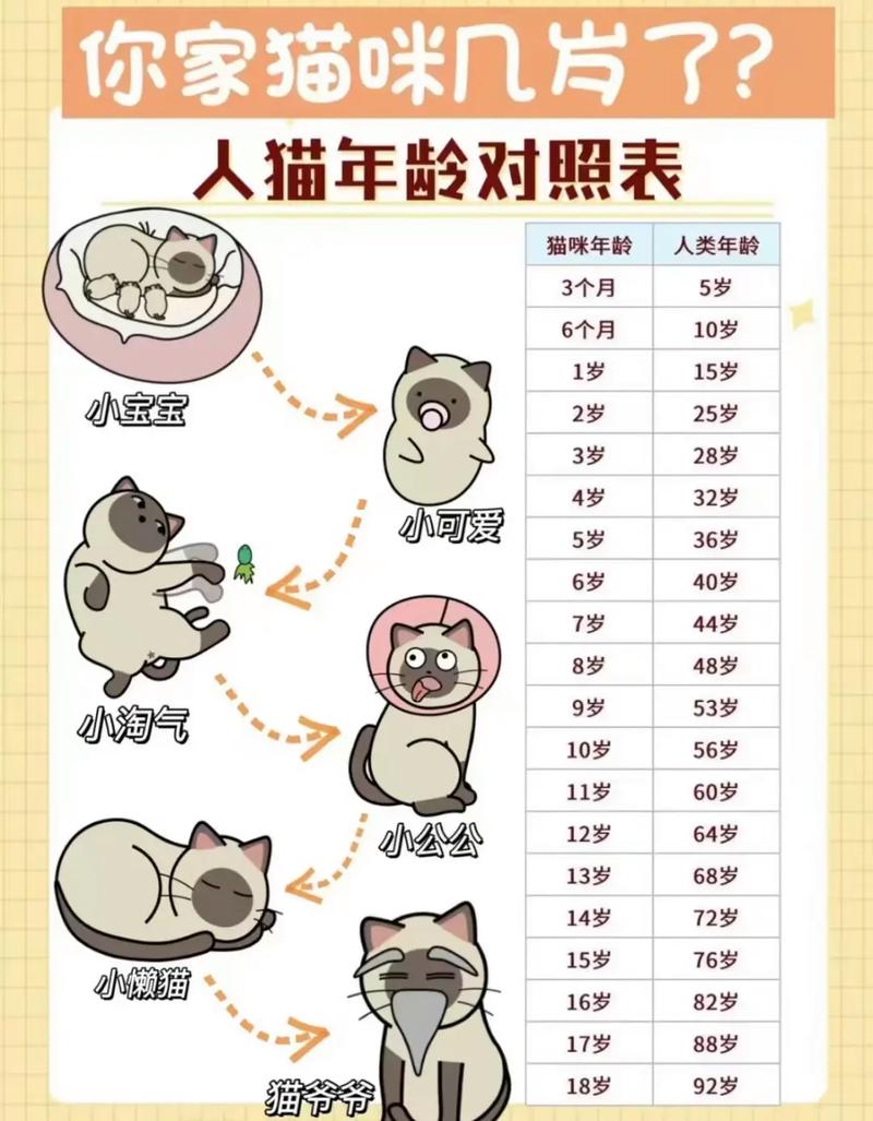 猫养了5年等于多少岁_5岁猫壮年显老态?调整饮食运动助健康! 猫养了5年等于多少岁_5岁猫壮年显老态?调整饮食运动助健康!