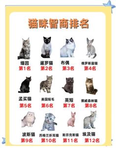宠物猫智商排名_高智商猫种特点解析