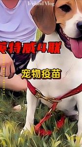 养狗必打的三针_狗狗三针疫苗重要，预防疾病保健康！