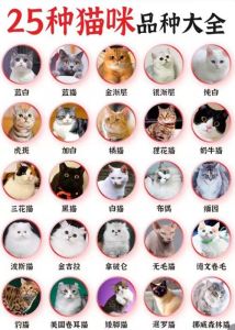十种小型的猫品种_适合公寓的温顺伴侣，易打理，多种选择！