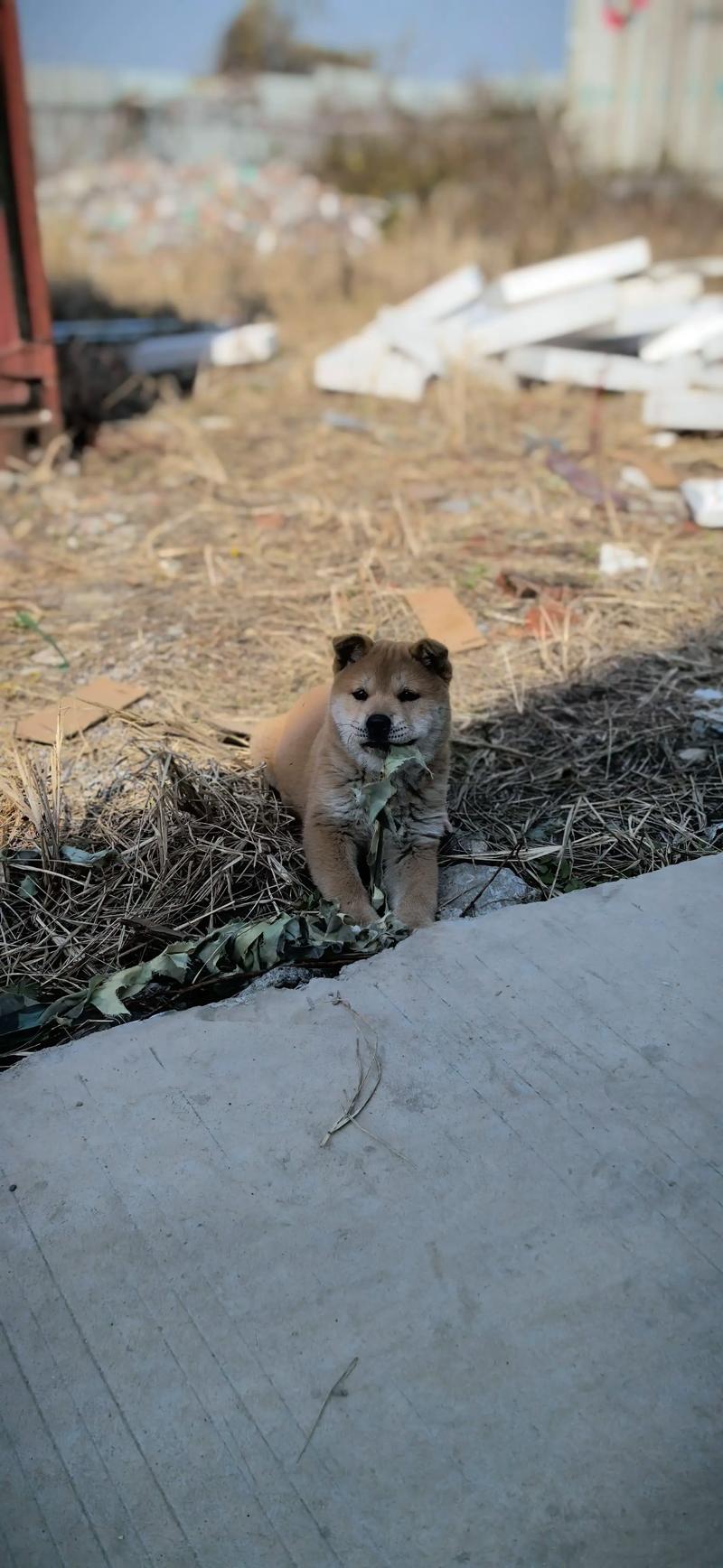 15母狗出货,犬式爬行_网络暴力下的伤痕与反思 15母狗出货,犬式爬行_网络暴力下的伤痕与反思