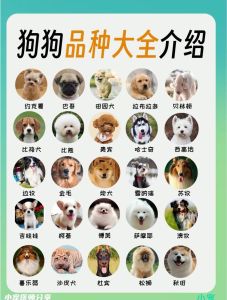 大狗品种大全100种_大型犬性格各异，选对适合你的伙伴！