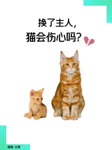 猫咪6个月大了换主人还好养吗_猫咪换主人情绪波动适应指南