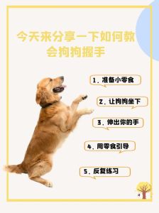四爱小狗peg正确使用方法_趣味拉珠，策略赢奖！