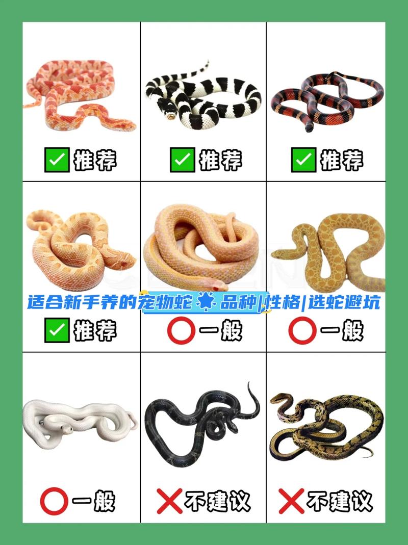 宠物蛇养什么品种好_新手养蛇选玉米王，温顺好养易互动
