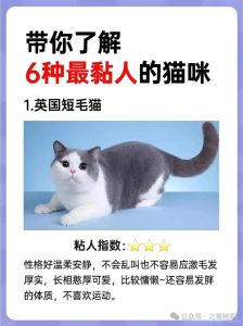 最亲近人的猫排名_橘猫人缘好，德文卷毛易打理，暹罗专属跟屁虫，布偶温柔需打理，缅因忠诚需大空间