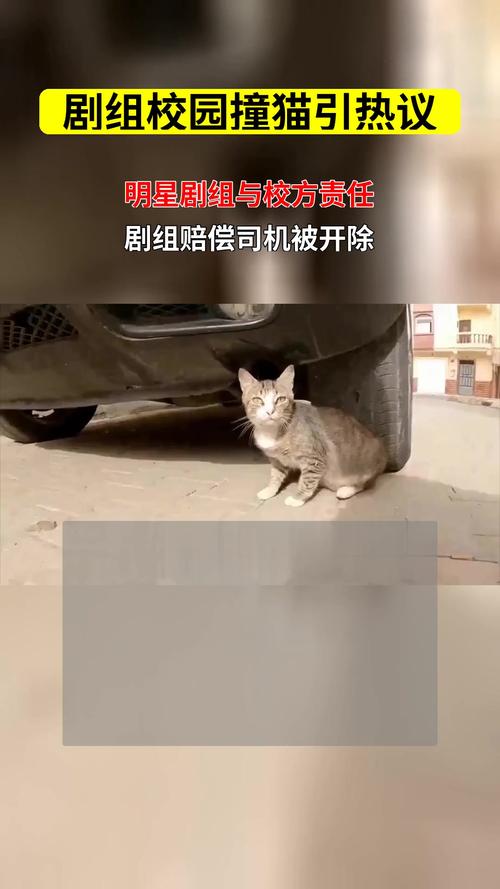 开车把猫扔10公里能回来吗_别扔猫!它们会迷失,会受苦,是残忍行为养猫是责任,走失风险高 开车把猫扔10公里能回来吗_别扔猫!它们会迷失,会受苦,是残忍行为养猫是责任,走失风险高
