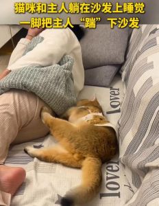 猫咪扒袜子当床，主人哭笑不得，这是猫还是捣蛋鬼？