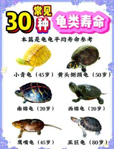 乌龟每小时能爬行几米_水中最快35公里，陆上最慢1-2米
