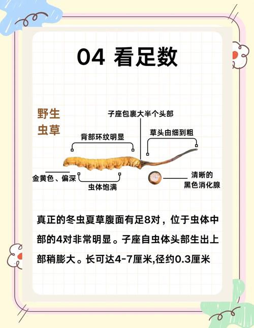 育虫最简单方法_低成本材料育虫喂鸡,生态省钱又健康 育虫最简单方法_低成本材料育虫喂鸡,生态省钱又健康