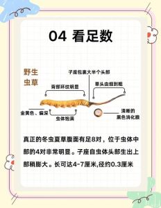育虫最简单方法_低成本材料育虫喂鸡，生态省钱又健康