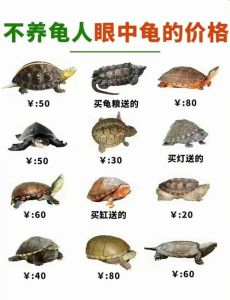乌龟每小时爬行多少米正常_乌龟速度慢，大小不一，生存靠策略
