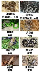 中国50种毒蛇名称及图片_华南夜蛇多，防备要记牢