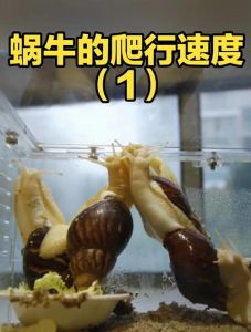蜗牛每小时爬行多少米_蜗牛爬速慢？环境品种都影响，黏液力量大！