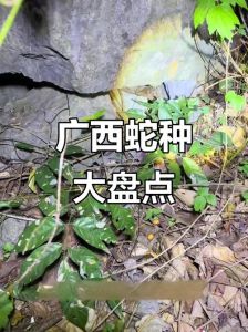 广西南蛇图片_国家一级保护动物，独特夜行大型无毒蛇