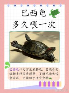 乌龟1分钟可以爬多远_慢即是快！
