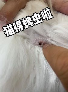 养过宠物的屋子会有虫子吗_养宠物防跳蚤螨虫，家居清洁与宠物驱虫很重要！
