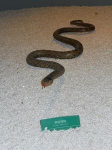 什么蛇无毒最温顺_温顺与华丽的蛇类
