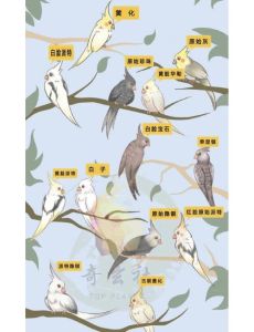 国家解禁了12种鹦鹉_鹦鹉解禁12种 交易无需许可 饲养需注意
