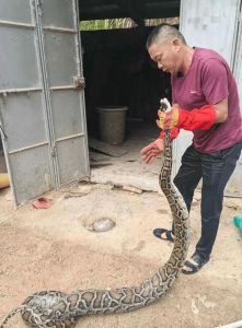 中国能养蟒蛇_蟒蛇饲养违法，需国家许可，非法饲养或面临十年以下有期徒刑和罚金