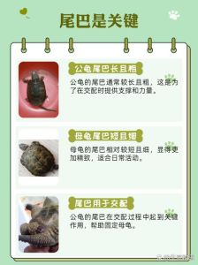 水生龟和陆生龟的区别_水龟陆龟怎么分？看环境壳形食性就懂了