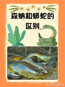 野生大王蛇和养殖的区别_体型性情外观差异及养护要点