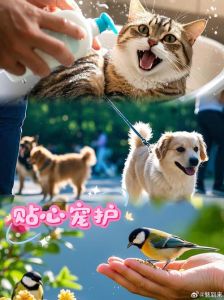 线上领养日，流浪动物寻找温暖家