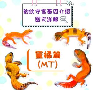 守宫蜥蜴是哪个国家的_温顺好养，独特好看的爬宠