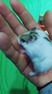 花仓仓鼠适合新手养吗_三线温和易养，花仓聪明需耐心，健康观察是关键