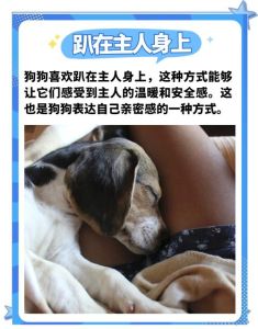 狗狗忠心小动作，分享食物玩具，贴着你，从不护食，是家人！