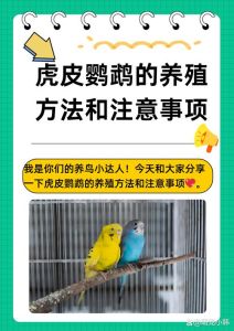 鹦鹉能放阳台养不_养鹦鹉看温度，阳台客厅要适宜