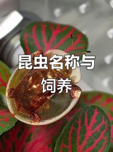 养虫子养什么好_都市养虫乐趣多，解压减压又有趣！