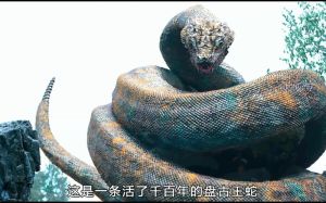 中国最吓人的一条大蛇_毒蛇界的大块头，遇之需小心！