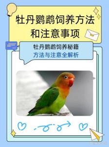 室内能养鹦鹉吗_养室内鹦鹉需注意健康和环境，阳台饲养较好，驯化可减少噪音，但互动性不强，饲养需注意清洁安全