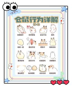 怎么让仓鼠晚上不闹腾_静音跑轮？巧用纸箱和作息帮仓鼠减噪！