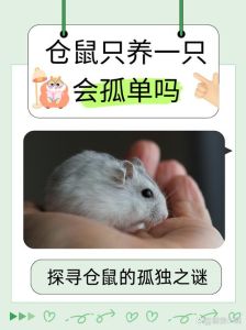 仓鼠只认一个主人吗_仓鼠认主靠气味互动，耐心建立信任，不同品种速度有别