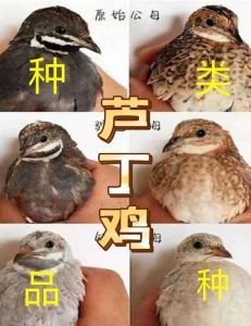 芦丁鸡适合养在室内还是室外_芦丁鸡好养高产，室内室外怎么选？