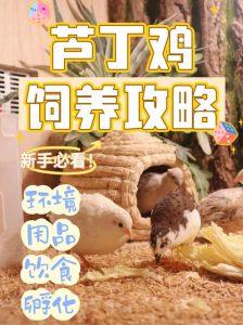 芦丁鸡为什么不建议养_芦丁鸡饲养问题多，健康环境均受扰，不宜再养