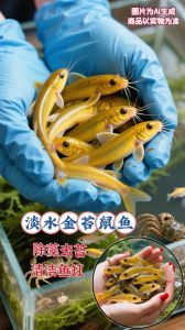 84年鼠养几条鱼最旺_属鼠养金鱼招财，六条红黑配，放东南方旺运！