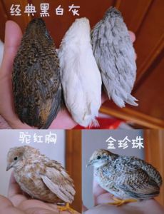 芦丁鸡室内养还是室外养好_芦丁鸡养殖环境与防疫要点