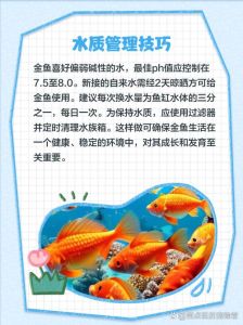 观赏金鱼怎么养才能活_金鱼养好水是关键，晒水换水勤观察，稳定水质才健康